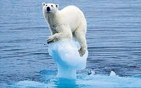Polar bear on Ice